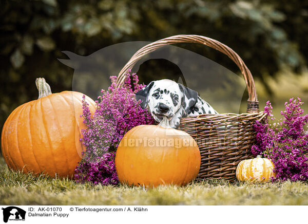 Dalmatiner Welpe / Dalmatian Puppy / AK-01070