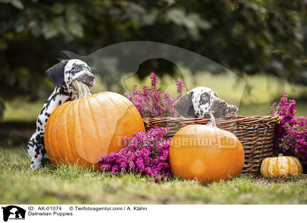 Dalmatiner Welpen / Dalmatian Puppies / AK-01074