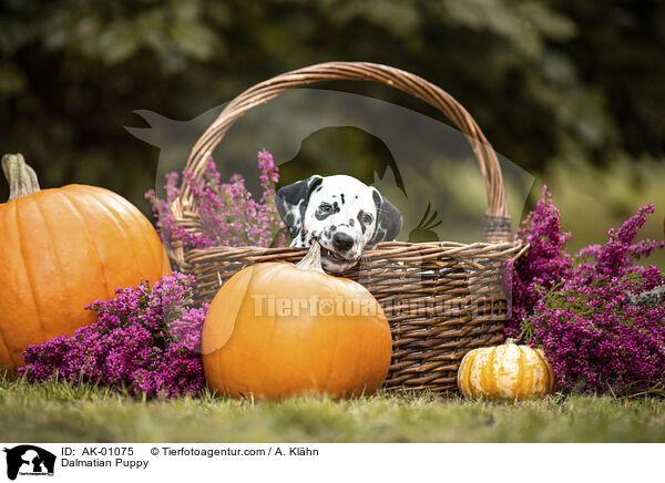 Dalmatiner Welpe / Dalmatian Puppy / AK-01075