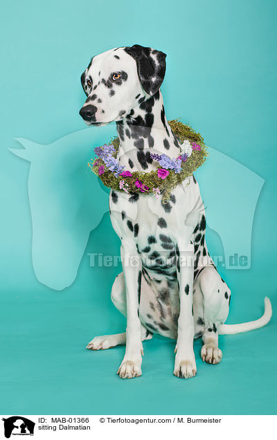 sitzender Dalmatiner / sitting Dalmatian / MAB-01366