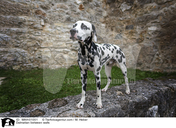 Dalmatiner zwischen Gemuer / Dalmatian between walls / MAH-01001