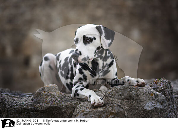 Dalmatiner zwischen Gemuer / Dalmatian between walls / MAH-01008