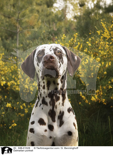 Dalmatiner Portrait / Dalmatian portrait / SIB-01028