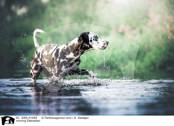 rennender Dalmatiner / running Dalmatian / SSE-01069