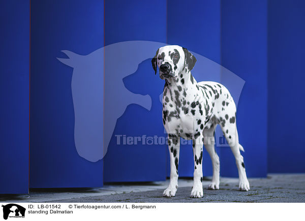 stehender Dalmatiner / standing Dalmatian / LB-01542