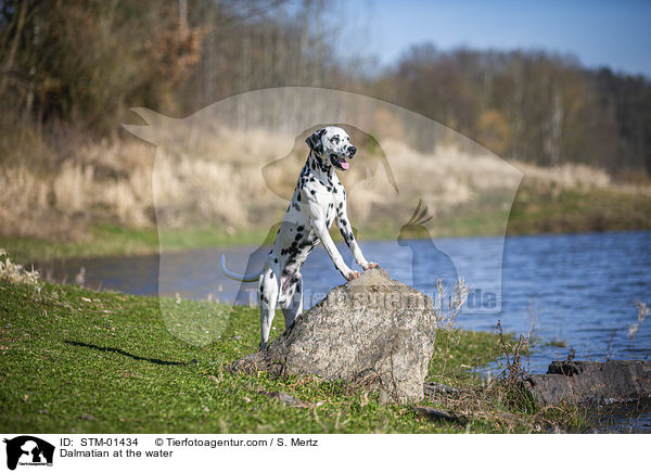 Dalmatiner am Wasser / Dalmatian at the water / STM-01434