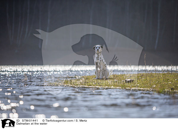 Dalmatiner am Wasser / Dalmatian at the water / STM-01441