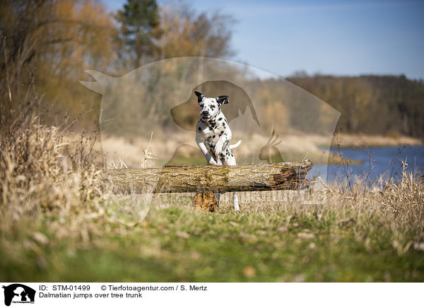 Dalmatiner springt ber Baumstamm / Dalmatian jumps over tree trunk / STM-01499