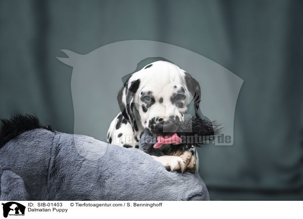 Dalmatiner Welpe / Dalmatian Puppy / SIB-01403