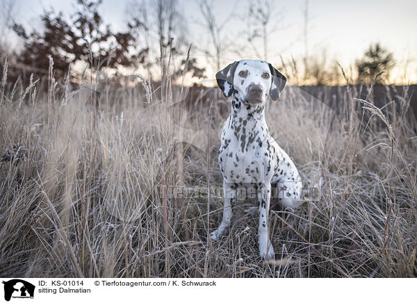 sitzender Dalmatiner / sitting Dalmatian / KS-01014