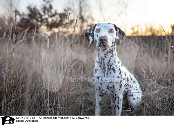 sitzender Dalmatiner / sitting Dalmatian / KS-01015