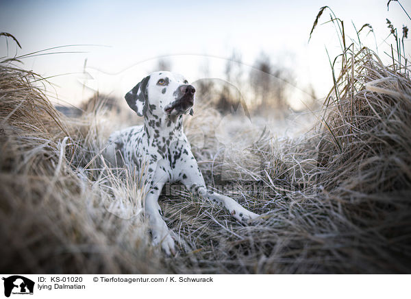 liegender Dalmatiner / lying Dalmatian / KS-01020