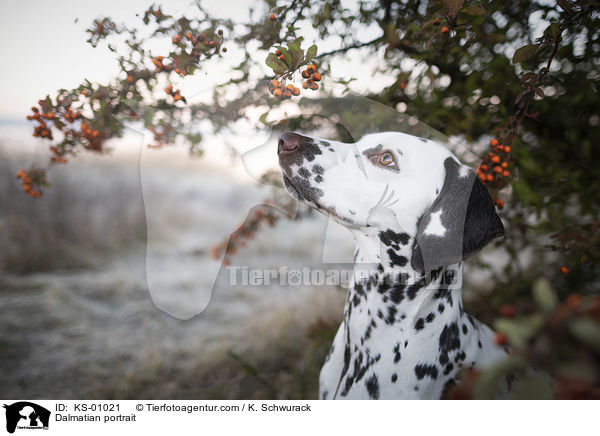 Dalmatiner Portrait / Dalmatian portrait / KS-01021