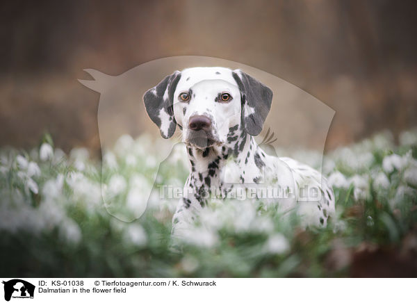 Dalmatiner im Blumenfeld / Dalmatian in the flower field / KS-01038