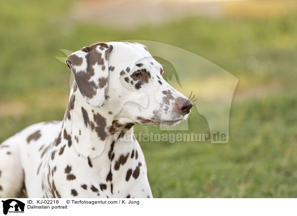Dalmatiner Portrait / Dalmatian portrait / KJ-02218