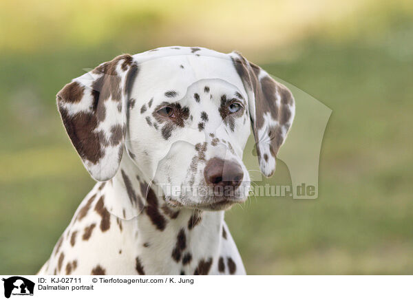 Dalmatiner Portrait / Dalmatian portrait / KJ-02711