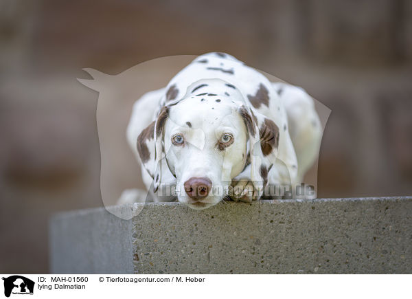 liegender Dalmatiner / lying Dalmatian / MAH-01560