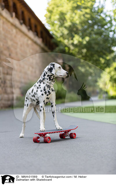 Dalmatiner mit Skateboard / Dalmatian with Skateboard / MAH-01569