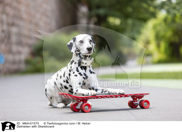 Dalmatiner mit Skateboard / Dalmatian with Skateboard / MAH-01570