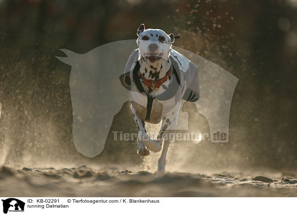 rennender Dalmatiner / running Dalmatian / KB-02291