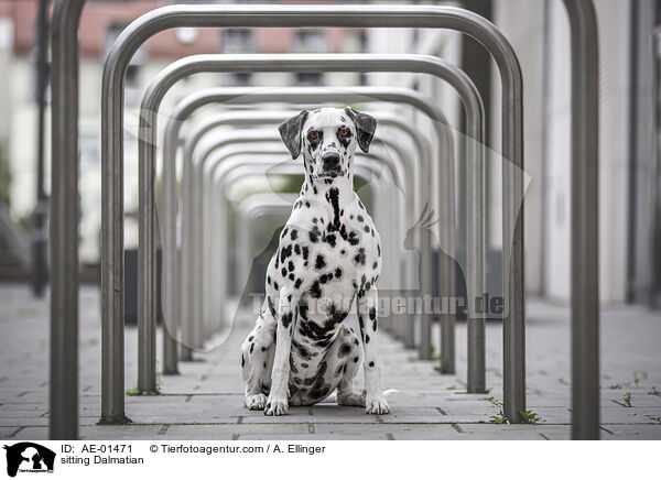 sitzender Dalmatiner / sitting Dalmatian / AE-01471