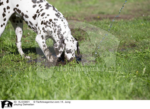 spielender Dalmatiner / playing Dalmatian / KJ-03801