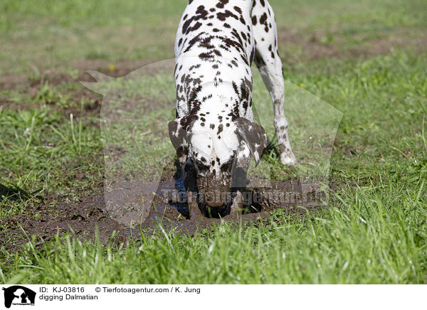 buddelnder Dalmatiner / digging Dalmatian / KJ-03816