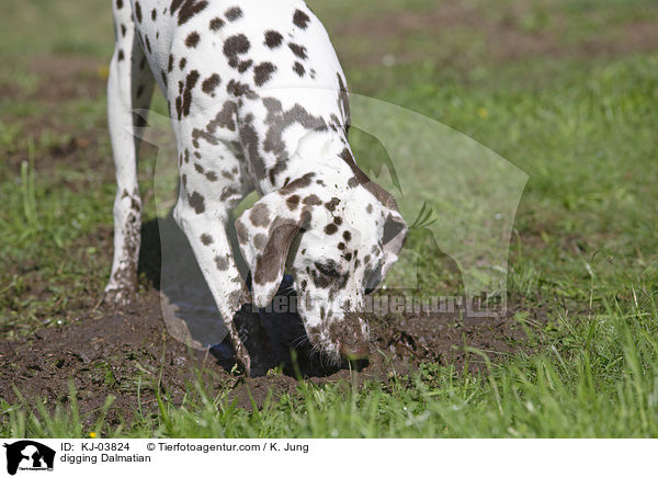 buddelnder Dalmatiner / digging Dalmatian / KJ-03824