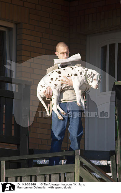 Mann trgt Dalmatiner mit Spondylose / Man carries Dalmatian with spondylosis / KJ-03846