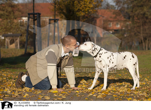 stehende alte Dalmatiner Hndin / standing old female dalmatian / KJ-03850