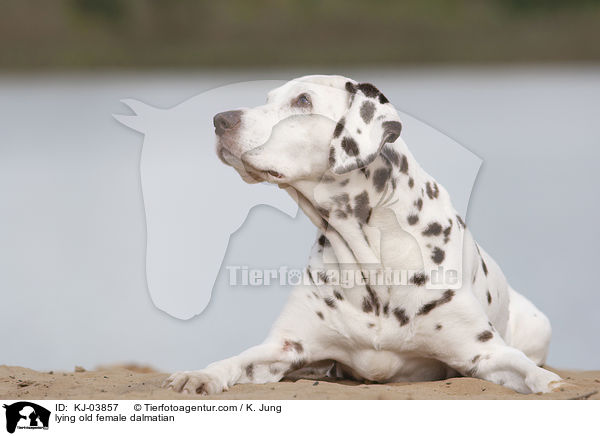 liegende alte Dalmatiner Hndin / lying old female dalmatian / KJ-03857