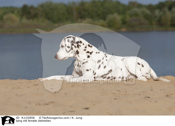 liegende alte Dalmatiner Hndin / lying old female dalmatian / KJ-03858