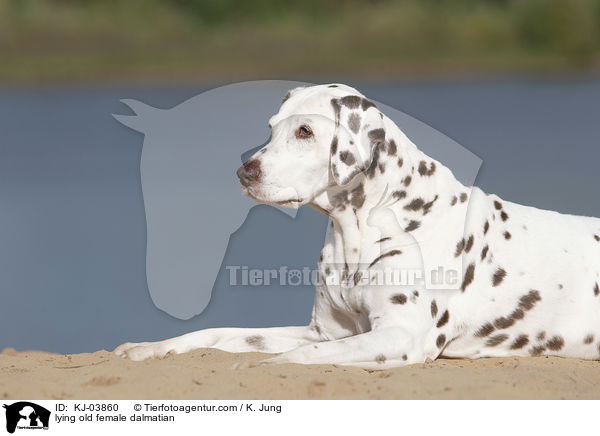 liegende alte Dalmatiner Hndin / lying old female dalmatian / KJ-03860