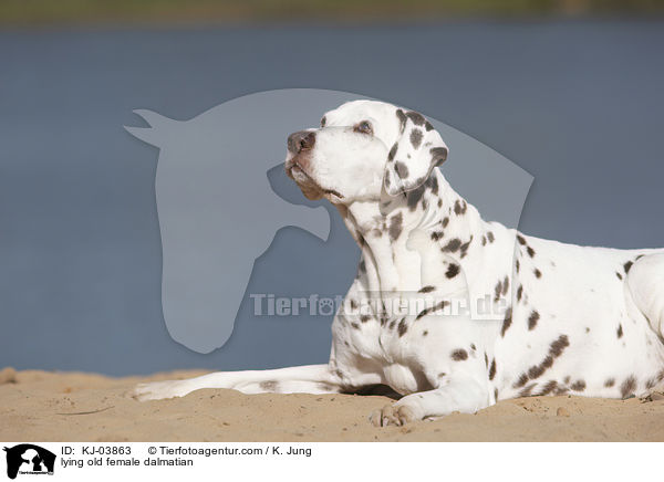 liegende alte Dalmatiner Hndin / lying old female dalmatian / KJ-03863