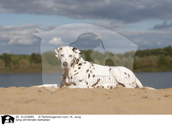 liegende alte Dalmatiner Hndin / lying old female dalmatian / KJ-03865