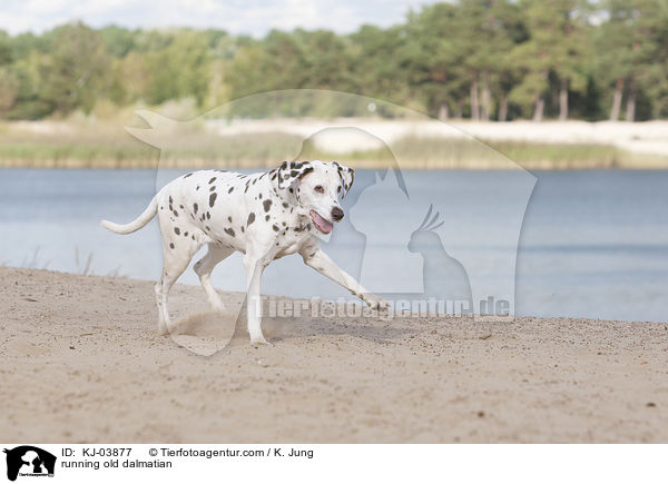 rennender alter Dalmatiner / running old dalmatian / KJ-03877