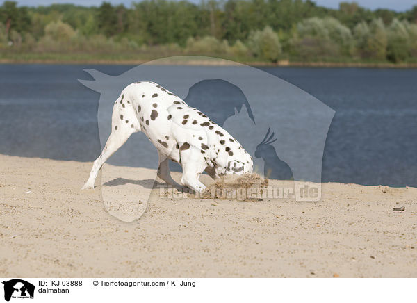 Dalmatiner / dalmatian / KJ-03888