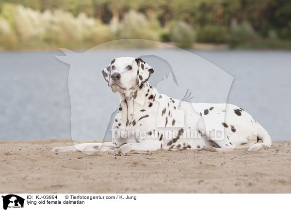 liegende alte Dalmatiner Hndin / lying old female dalmatian / KJ-03894