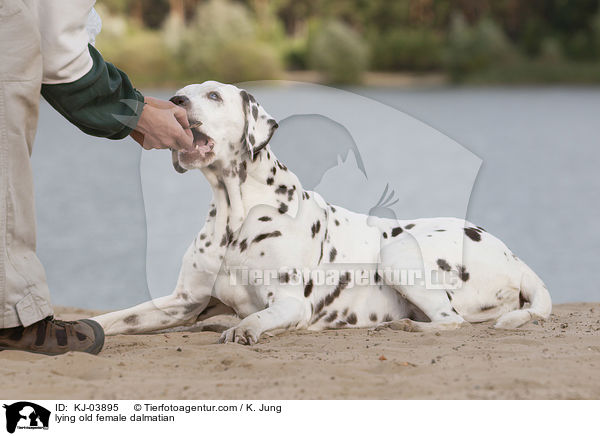 liegende alte Dalmatiner Hndin / lying old female dalmatian / KJ-03895