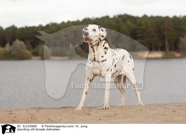 stehende alte Dalmatiner Hndin / standing old female dalmatian / KJ-03899