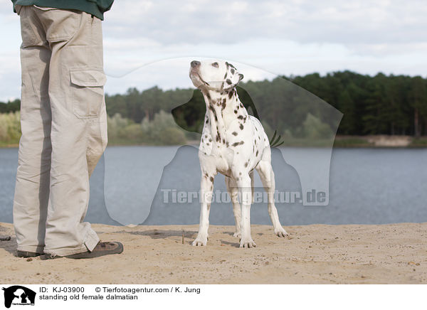 stehende alte Dalmatiner Hndin / standing old female dalmatian / KJ-03900