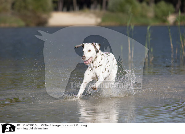 rennender alter Dalmatiner / running old dalmatian / KJ-03915