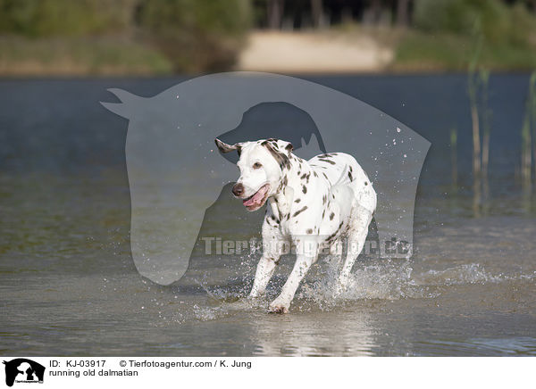 rennender alter Dalmatiner / running old dalmatian / KJ-03917