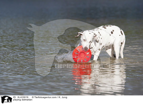 spielender Dalmatiner / playing dalmatian / KJ-03919