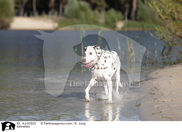 Dalmatiner / dalmatian / KJ-03922