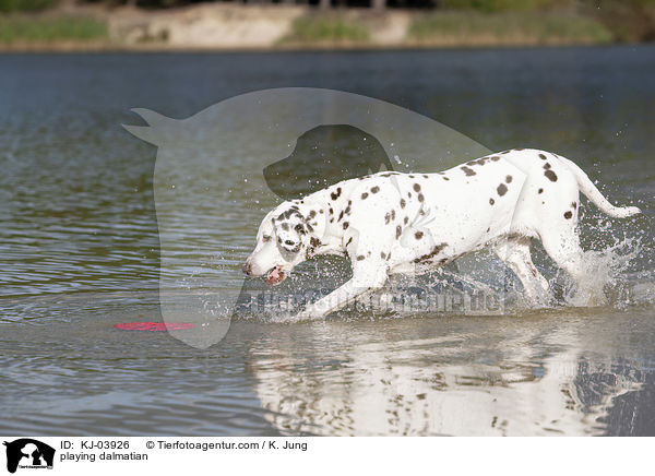 spielender Dalmatiner / playing dalmatian / KJ-03926