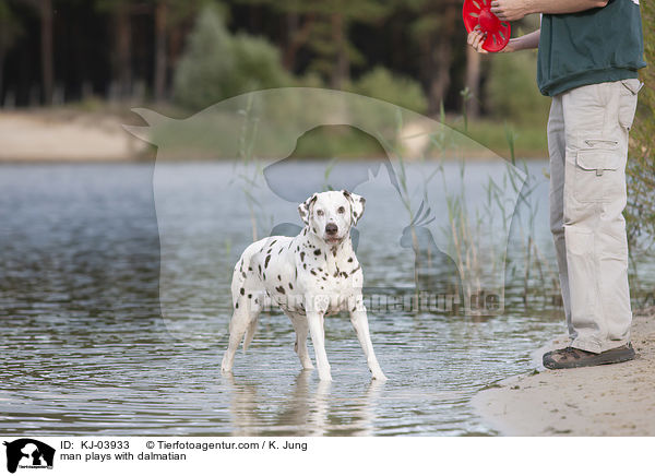 Mann spielt mit Dalmatiner / man plays with dalmatian / KJ-03933