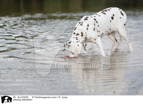 spielender Dalmatiner / playing dalmatian / KJ-03936