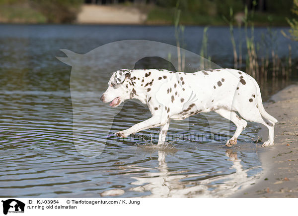 rennender alter Dalmatiner / running old dalmatian / KJ-03954