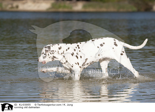 rennender alter Dalmatiner / running old dalmatian / KJ-03955